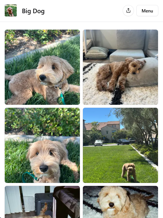 Gallery preview - PixelShare's Goldendoodle